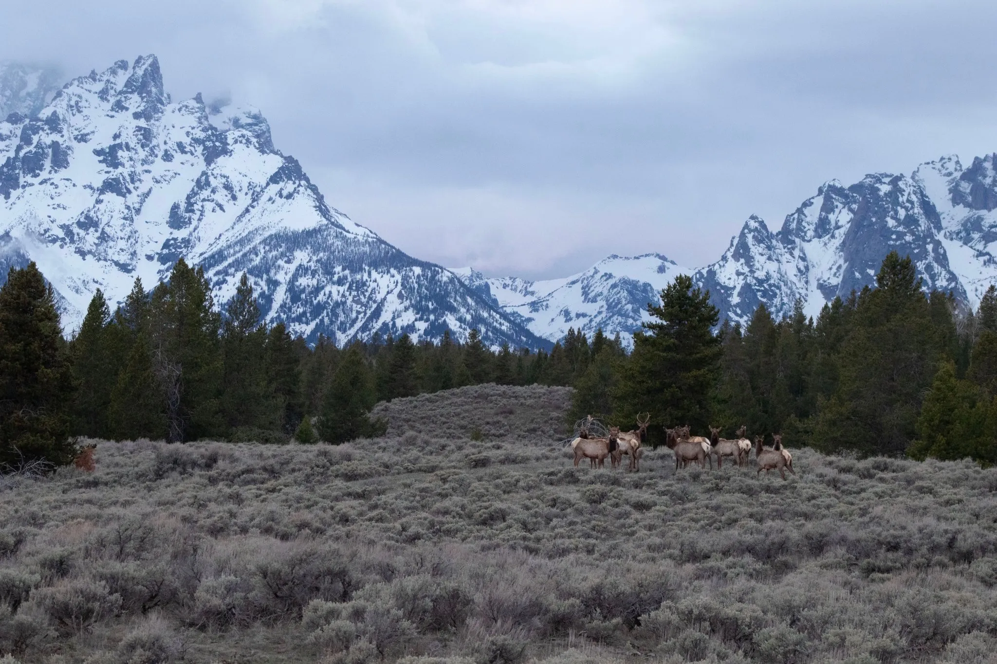 Elk in the Rocky Mountains